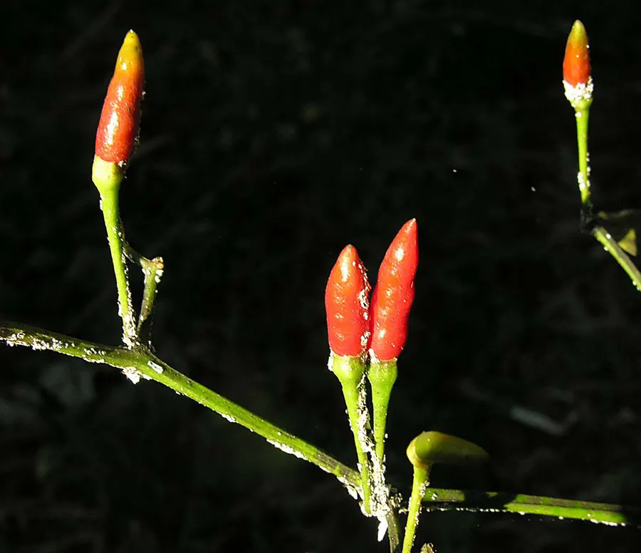 Hot Peppers (Capsicum Frutescens) — These peppers form compact bushy plants, typically reaching heights between 1 to 3 feet, with a similar spread