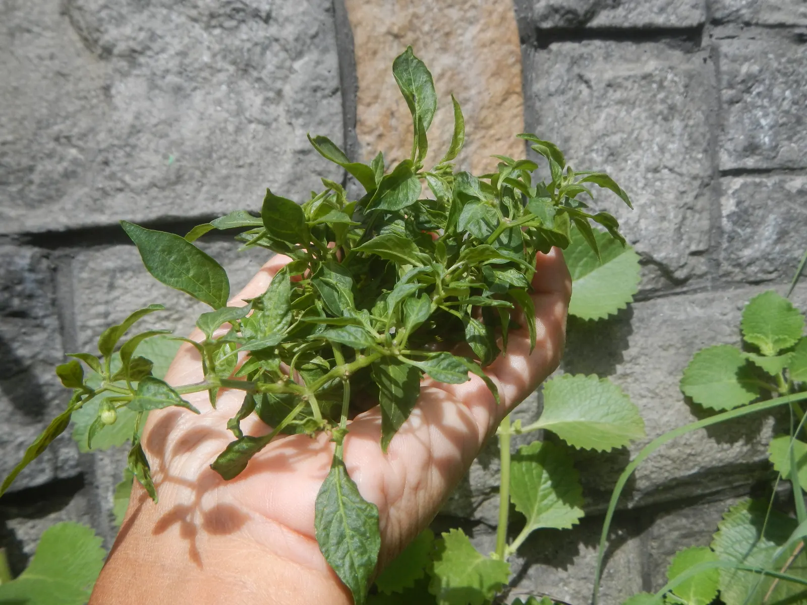 Hot Peppers (Capsicum Frutescens) — vegetable with white blooms; hot Peppers demand consistent moisture
