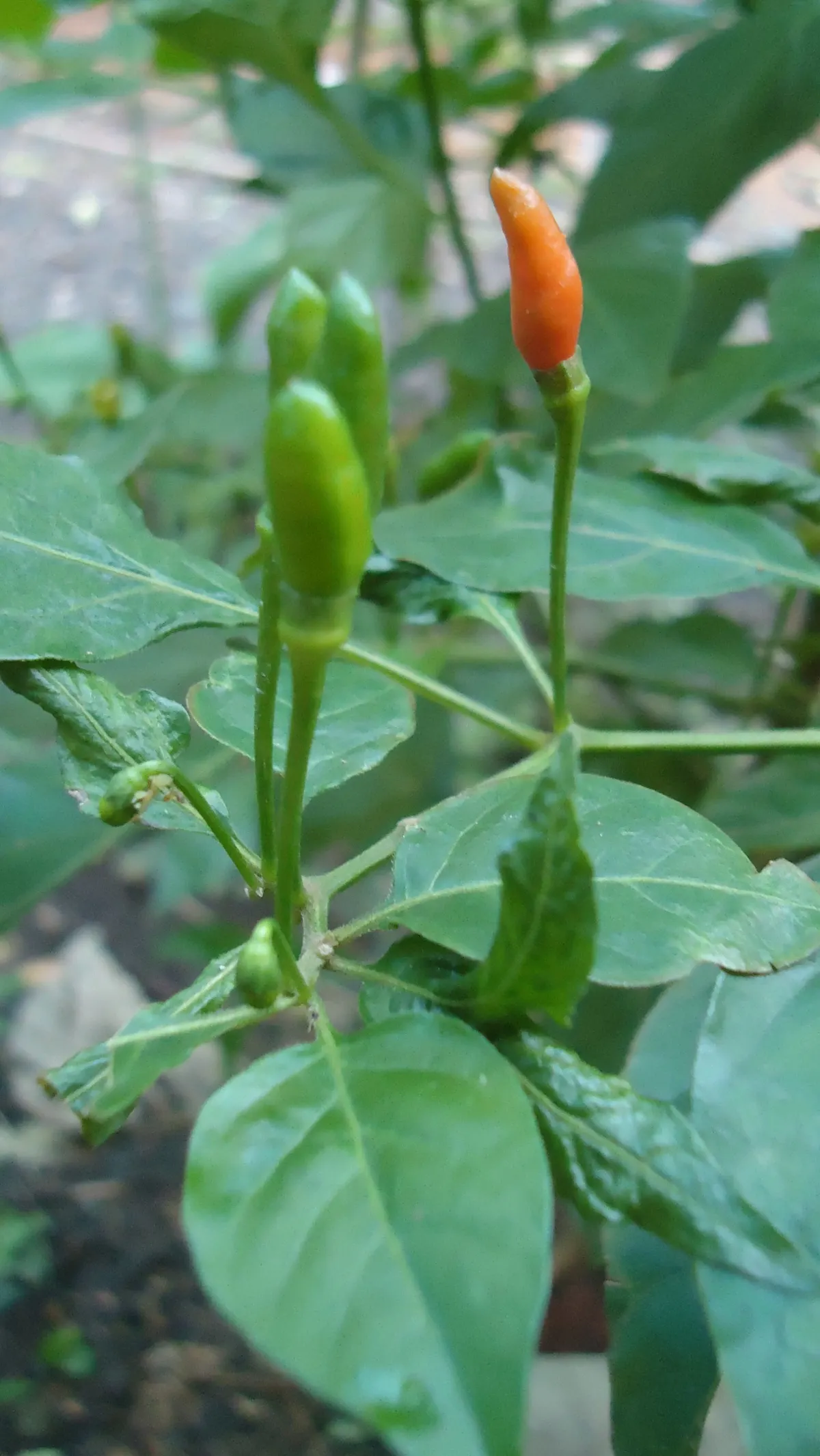 Hot Peppers (Capsicum Frutescens) — pungent fruits that mature from green to red; without over-saturation to prevent root rot, image 65