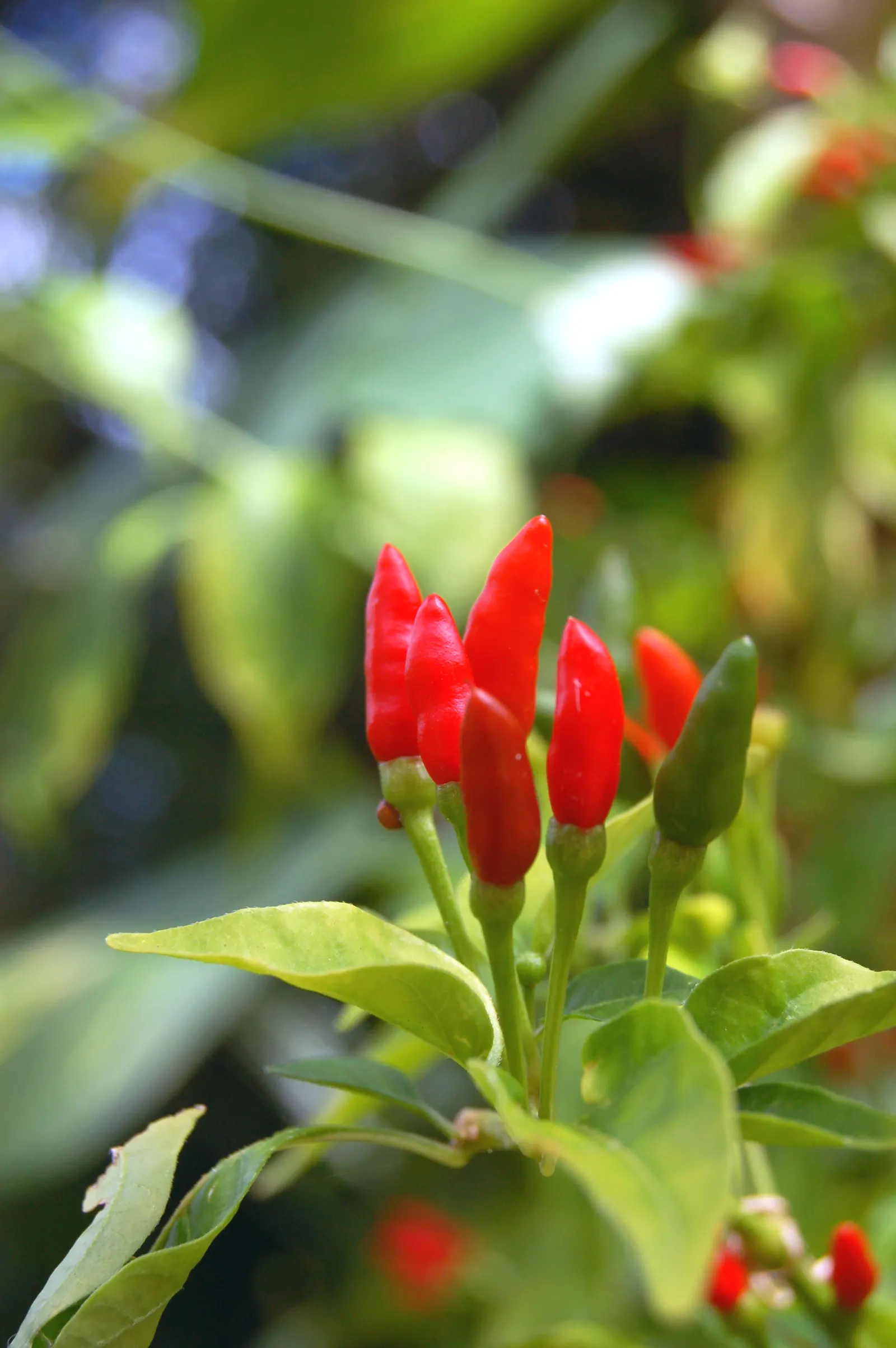 Hot Peppers (Capsicum Frutescens) — Mulching can help conserve moisture and combat weeds; these peppers are moderate feeders; so