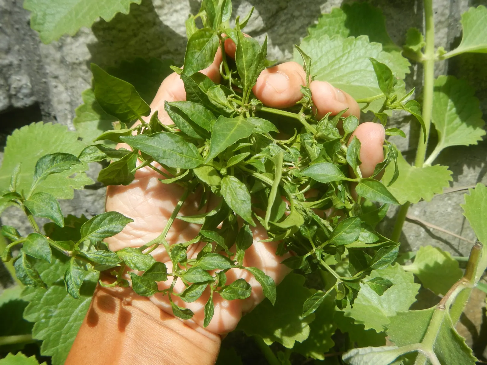 Hot Peppers (Capsicum Frutescens) — vegetable for full or half