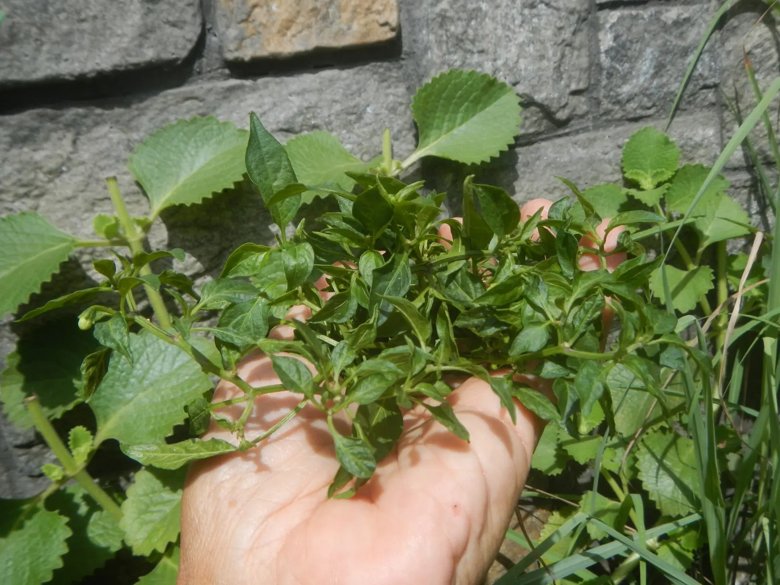 Hot Peppers (Capsicum Frutescens) — Hot Peppers demand consistent moisture; pungent fruits that mature from green to red