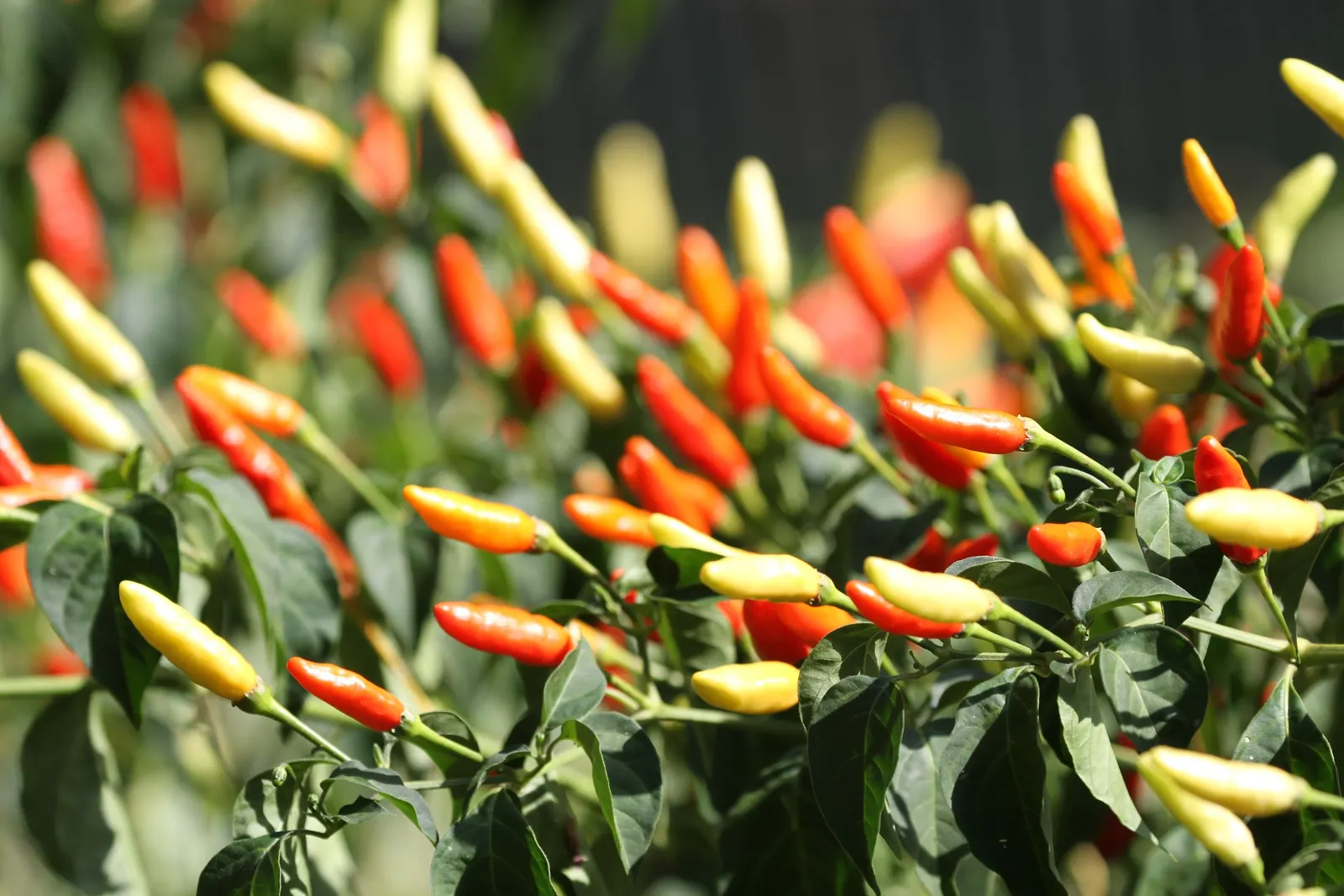 Hot Peppers (Capsicum Frutescens) — Capsicum frutescens, commonly known as Hot Pepper, is a perennial; preferring full sun, it thrives in well-drained soils