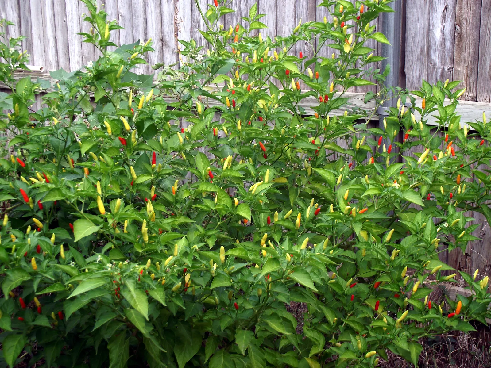 Hot Peppers (Capsicum Frutescens) — They thrive in full sunlight; incorporate into edible gardens for aesthetic diversity and harvest, image 57