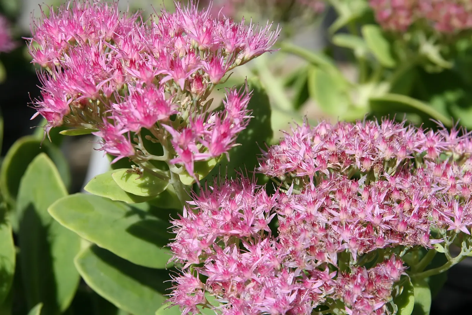 Rose Red Stone Crop (Sedum Spectabile 'Neon') — with a spread of up to 24 inches