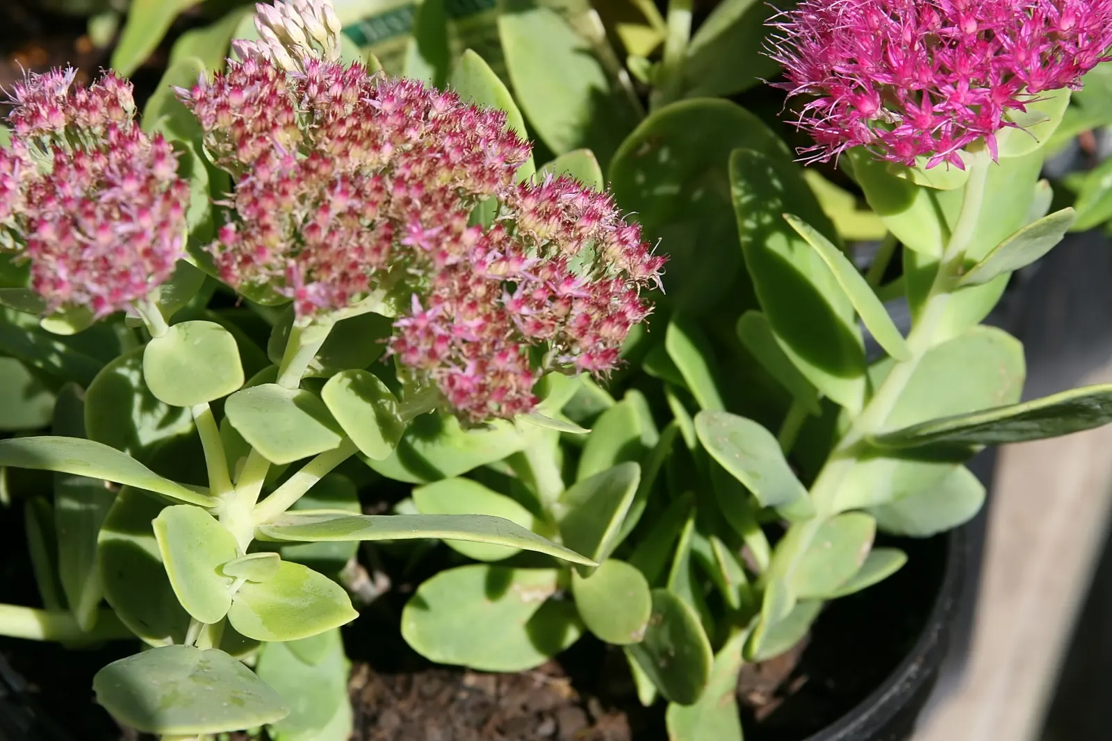 Rose Red Stone Crop (Sedum Spectabile 'Neon') — Its striking neon pink blossoms form dense clusters atop sturdy