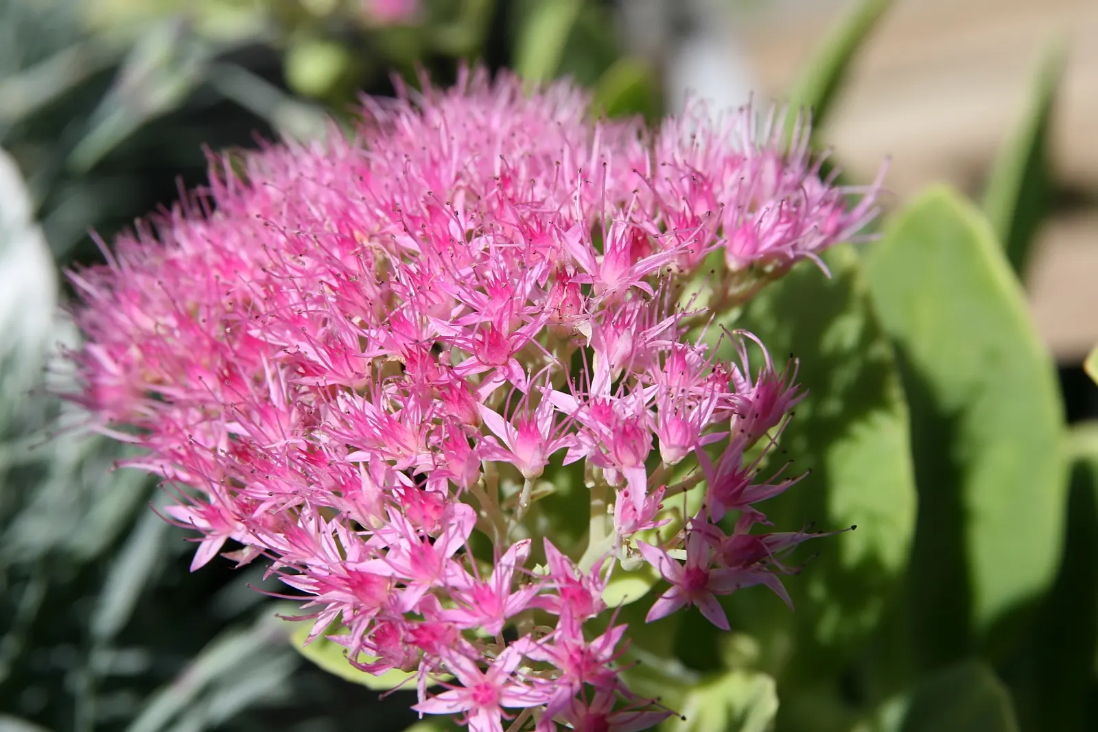 Rose Red Stone Crop (Sedum Spectabile 'Neon') — The Sedum spectabile 'Neon', commonly known as Rose Red Stone Crop, is a vibrant perennial succulent