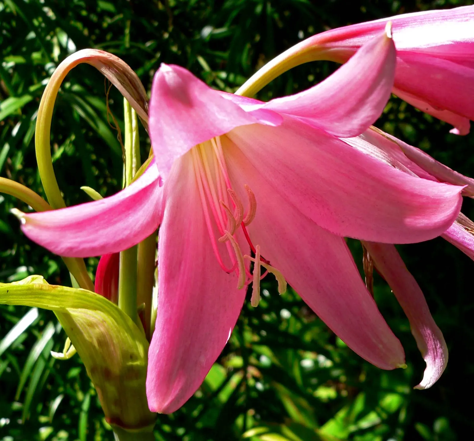 Queen Emma Lily (Crinum Splendens) — scientifically recognized as Crinum splendens