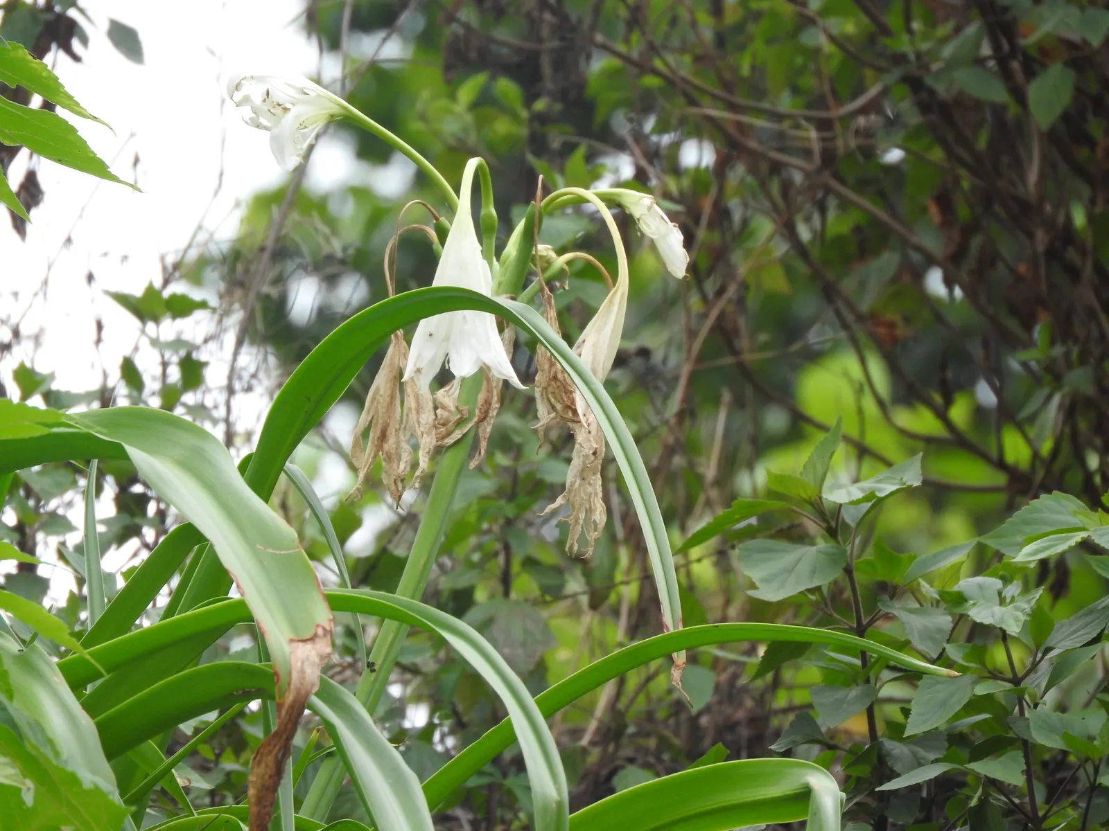 Queen Emma Lily (Crinum Splendens) — typically 6 to 8 inches in length