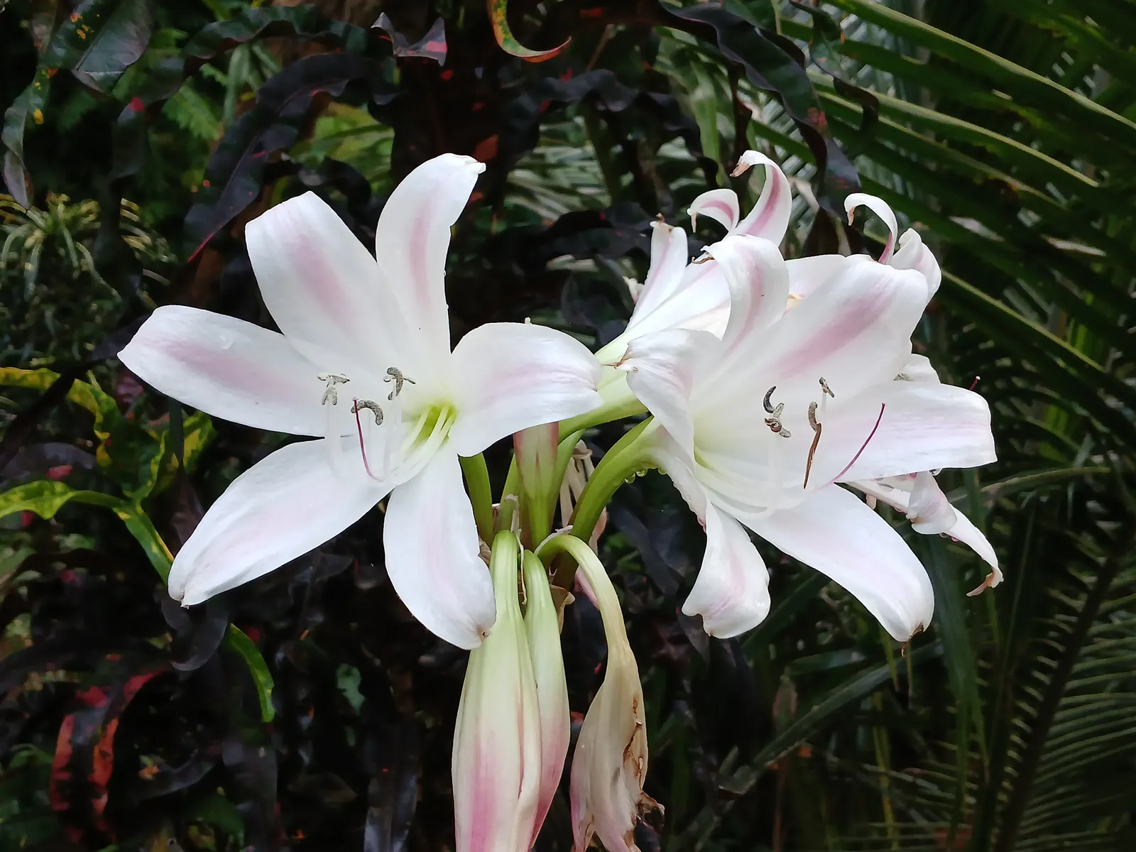 Queen Emma Lily (Crinum Splendens) — glossy green leaves of the Queen Emma Lily are a striking attribute; creating a delightful contrast against, image 88