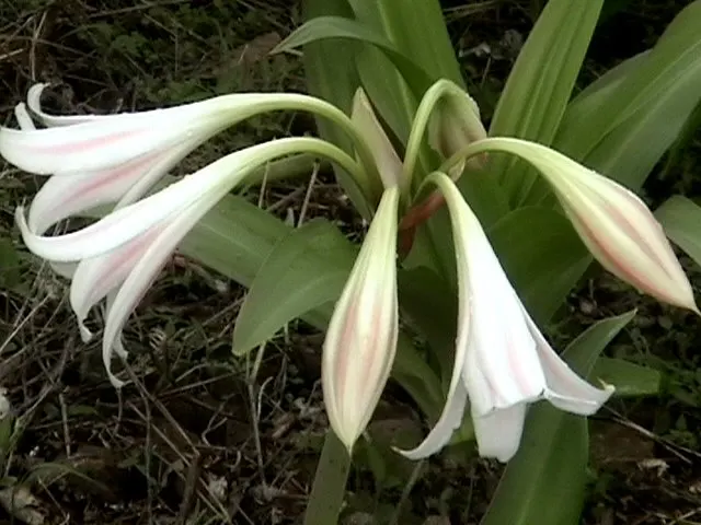 Queen Emma Lily (Crinum Splendens) — pink flowers in the garden; reaching heights between 4 to 6 feet with an equal spread, image 102