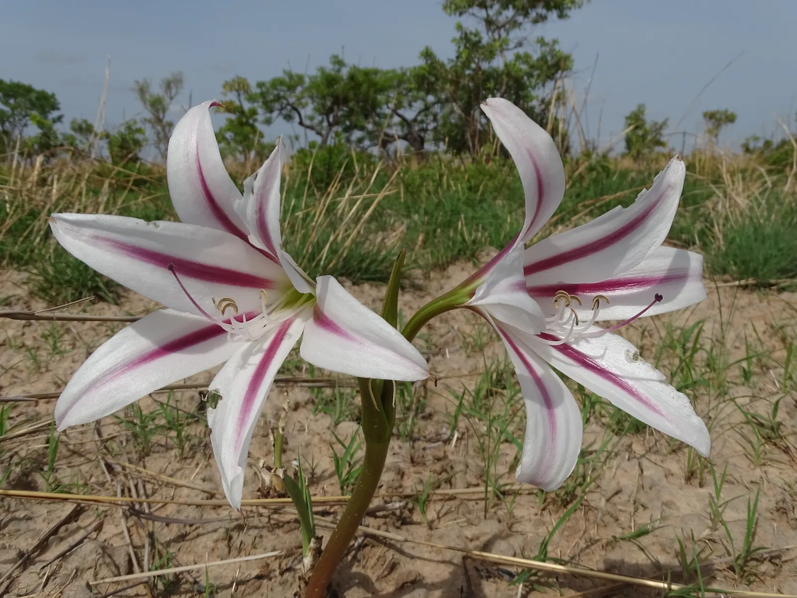 Queen Emma Lily (Crinum Splendens) — arching leaves reaching up to 4 feet high; arching gracefully and growing up to 3 feet in length, image 54