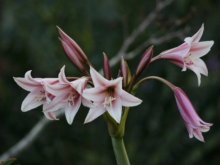 Queen Emma Lily (Crinum Splendens) — typically 6 to 8 inches in length; glossy green leaves of the Queen Emma Lily are a striking attribute, image 65