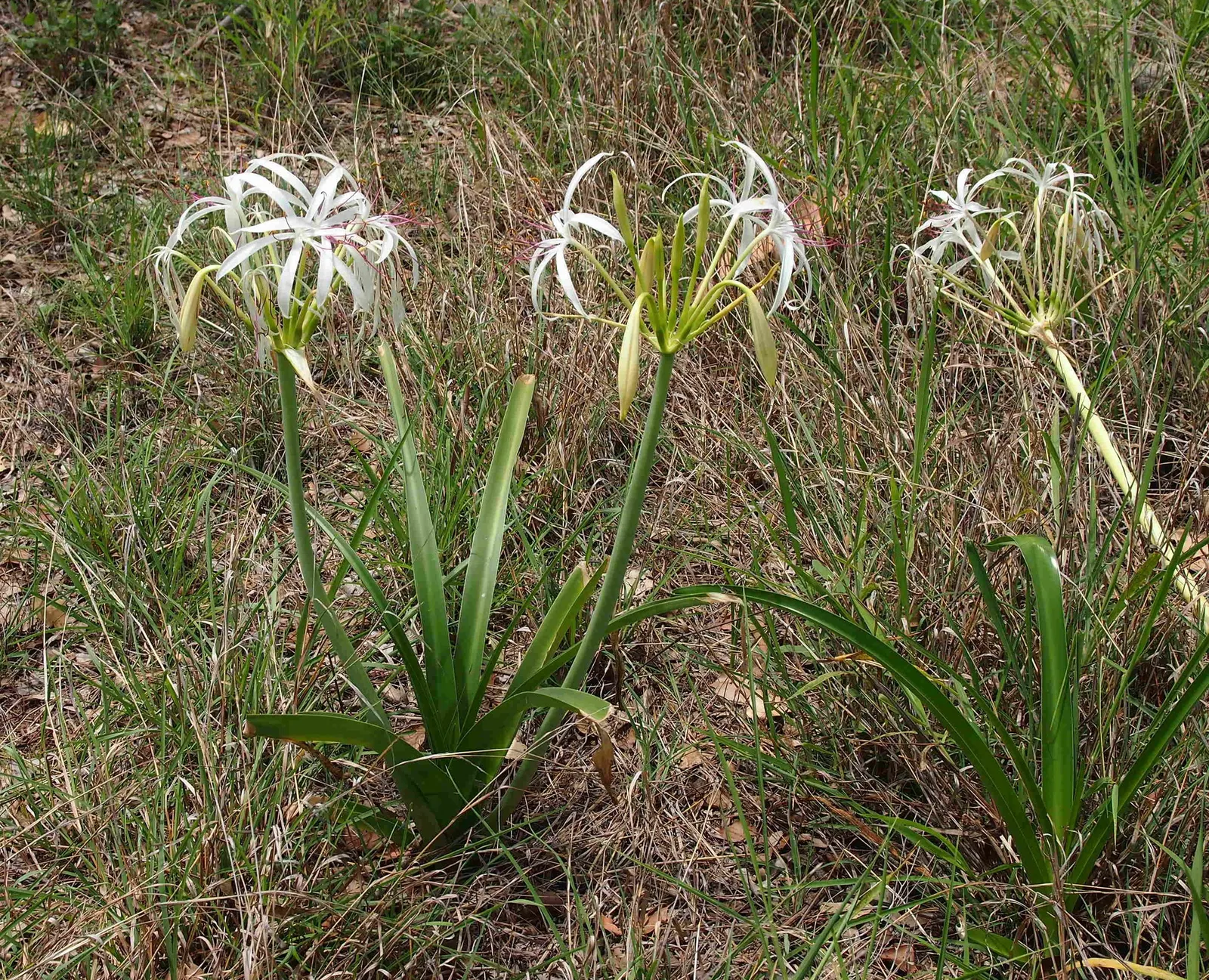 Queen Emma Lily (Crinum Splendens) — pink flowers in the garden; reaching heights between 4 to 6 feet with an equal spread