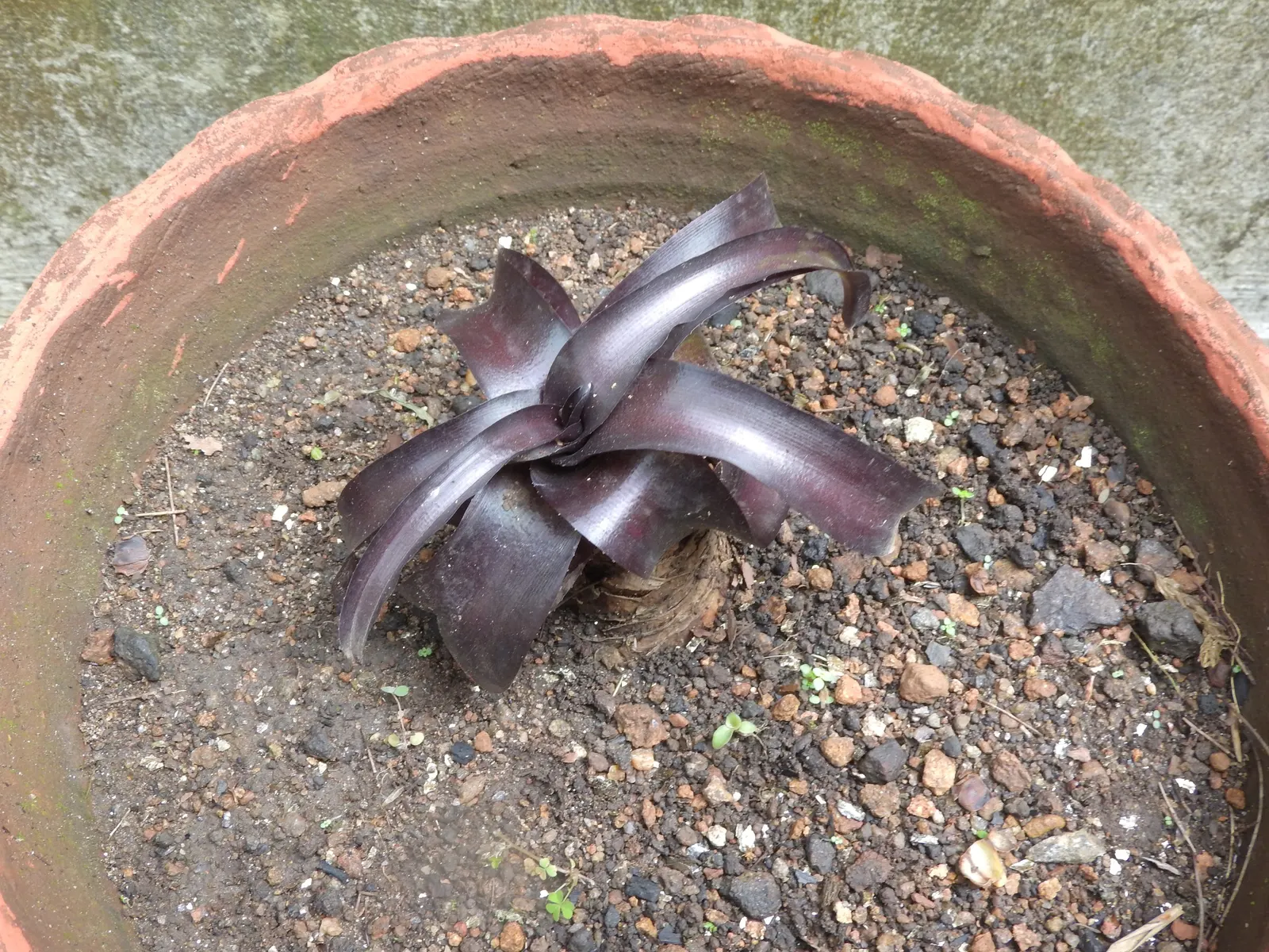 Queen Emma Lily (Crinum Splendens) — It's hardy in USDA zones 9-11 and can tolerate waterlogged conditions for short periods; bulb for full or half, image 71
