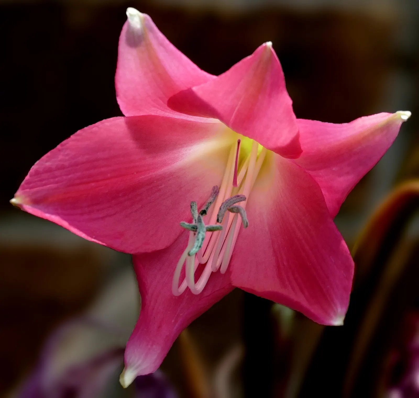 Queen Emma Lily (Crinum Splendens) — arching leaves reaching up to 4 feet high; arching gracefully and growing up to 3 feet in length