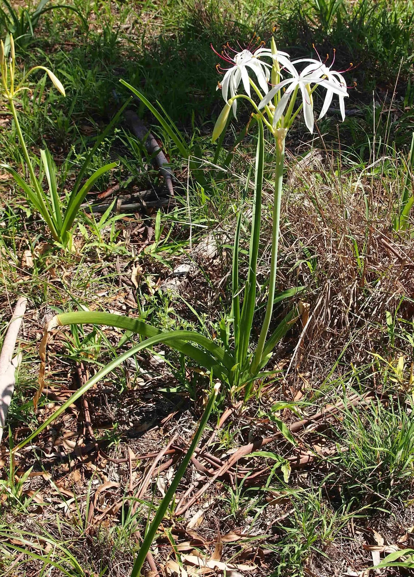 Queen Emma Lily (Crinum Splendens) — and a scent that adds an extra layer of sensory enjoyment to garden spaces; arching leaves reaching up to 4, image 101