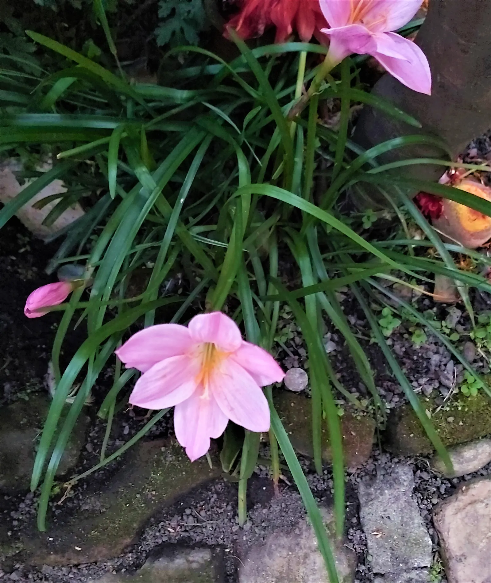 Queen Emma Lily (Crinum Splendens) — Use as a bold focal point in tropical-themed gardens; scientifically recognized as Crinum splendens, image 57