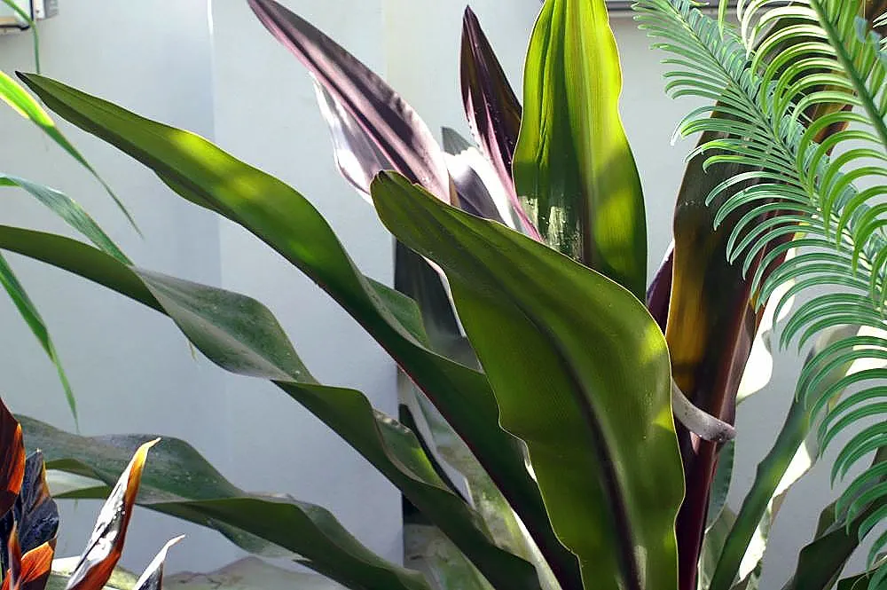 Queen Emma Lily (Crinum Splendens) — bulb for full or half