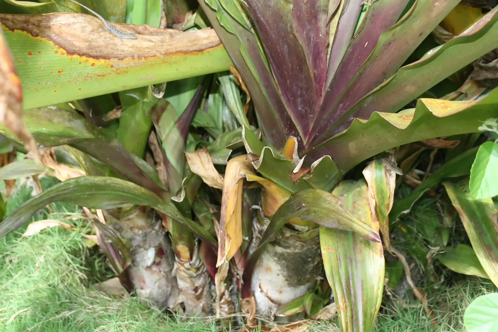 Queen Emma Lily (Crinum Splendens) — present a mesmerizing palette of pink to wine-red hues with striking white throats