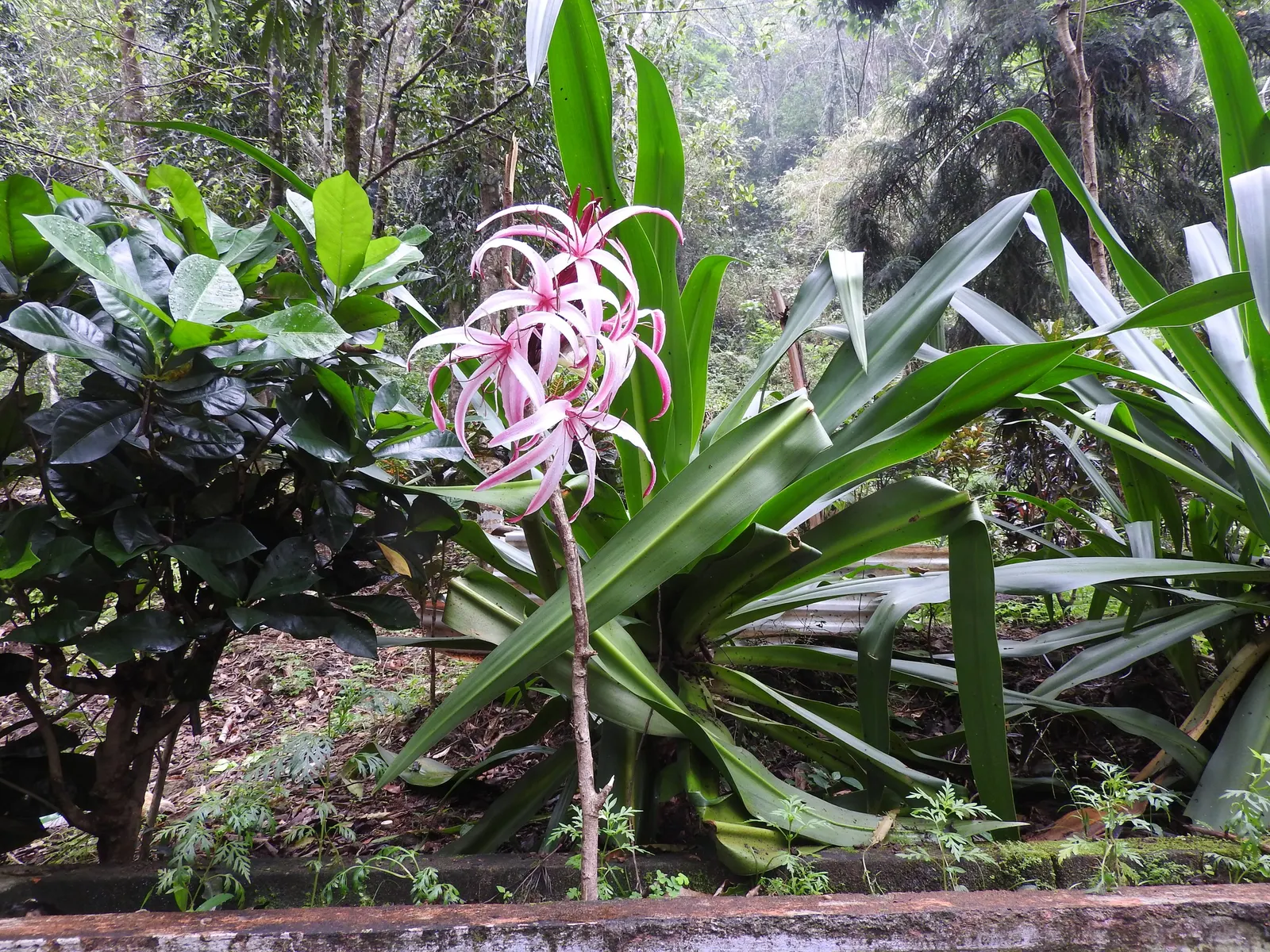 Queen Emma Lily (Crinum Splendens) — bulb with pink blooms; each flower cluster rises on robust stalks towering above the foliage