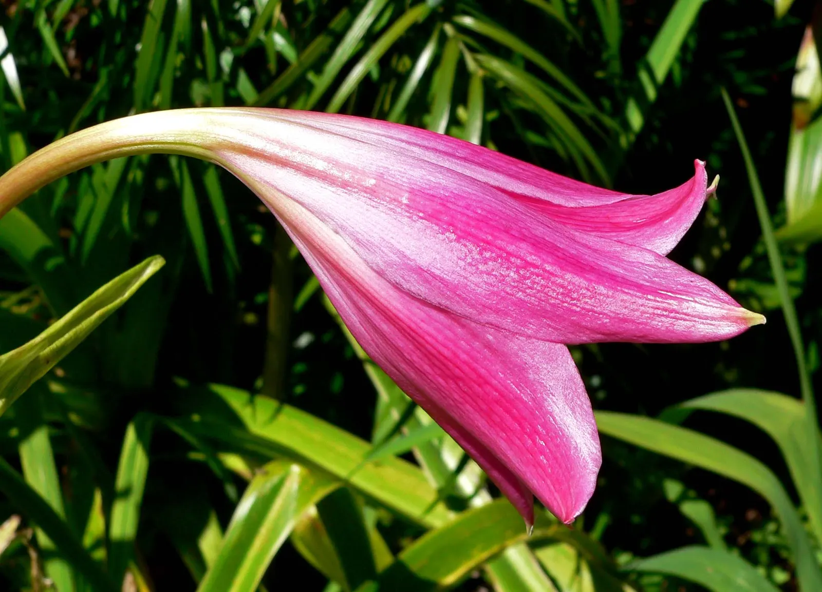 Queen Emma Lily (Crinum Splendens) — creating a delightful contrast against the dark foliage; pink flowers in the garden, image 93