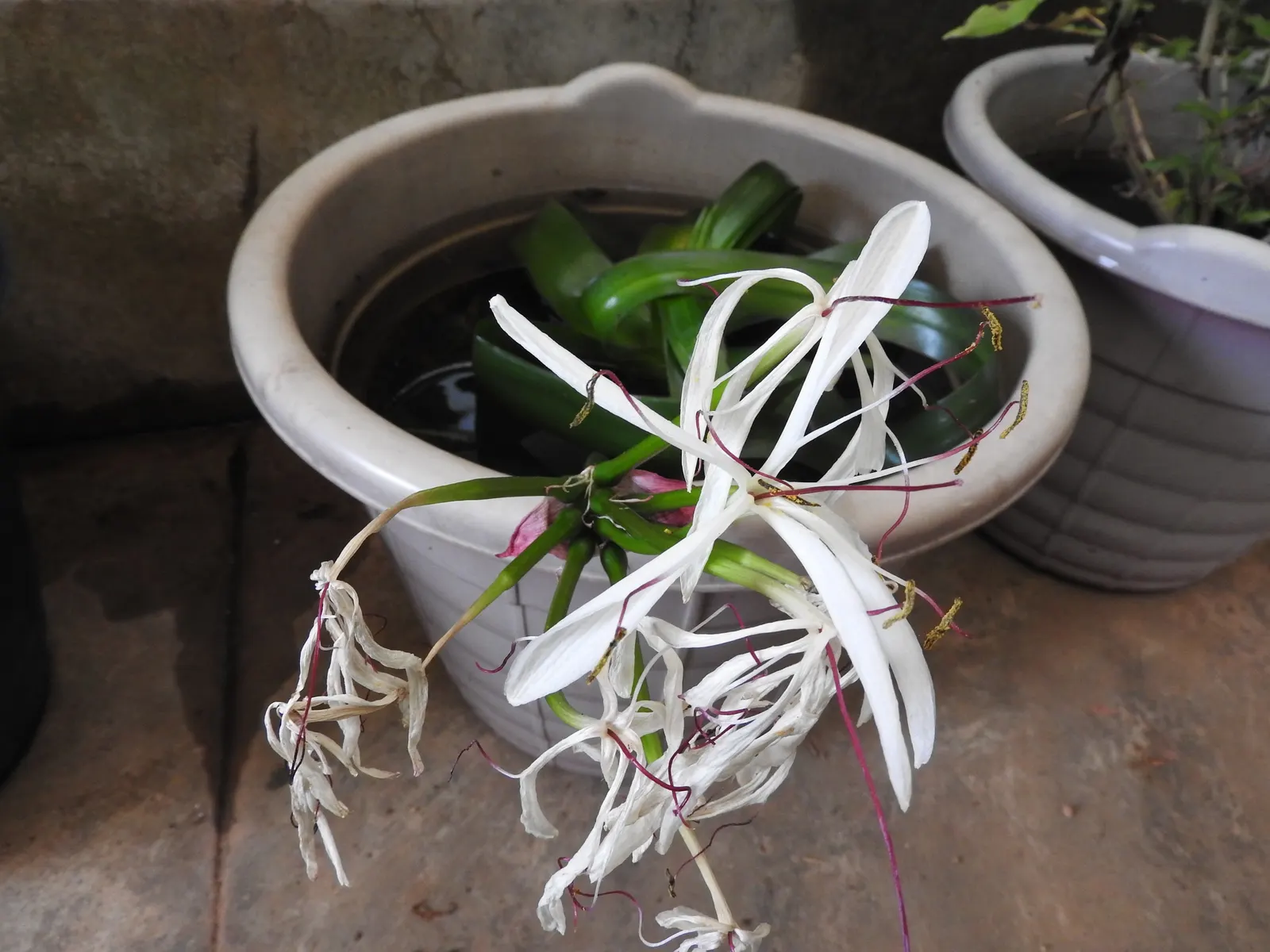 Queen Emma Lily (Crinum Splendens) — emitting a delicate fragrance that attracts pollinators and admirers alike.<br><br>For optimal growth; providing a lush