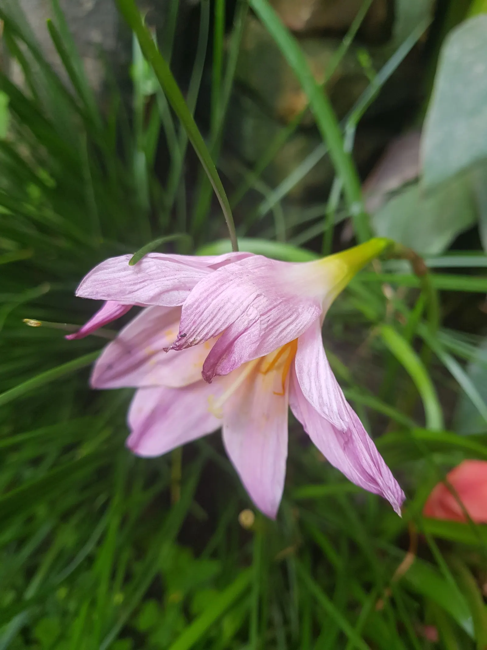 Queen Emma Lily (Crinum Splendens) — Queen Emma Lily prefers full sun to partial shade and thrives in well-draining soil; it's hardy in USDA zones, image 70