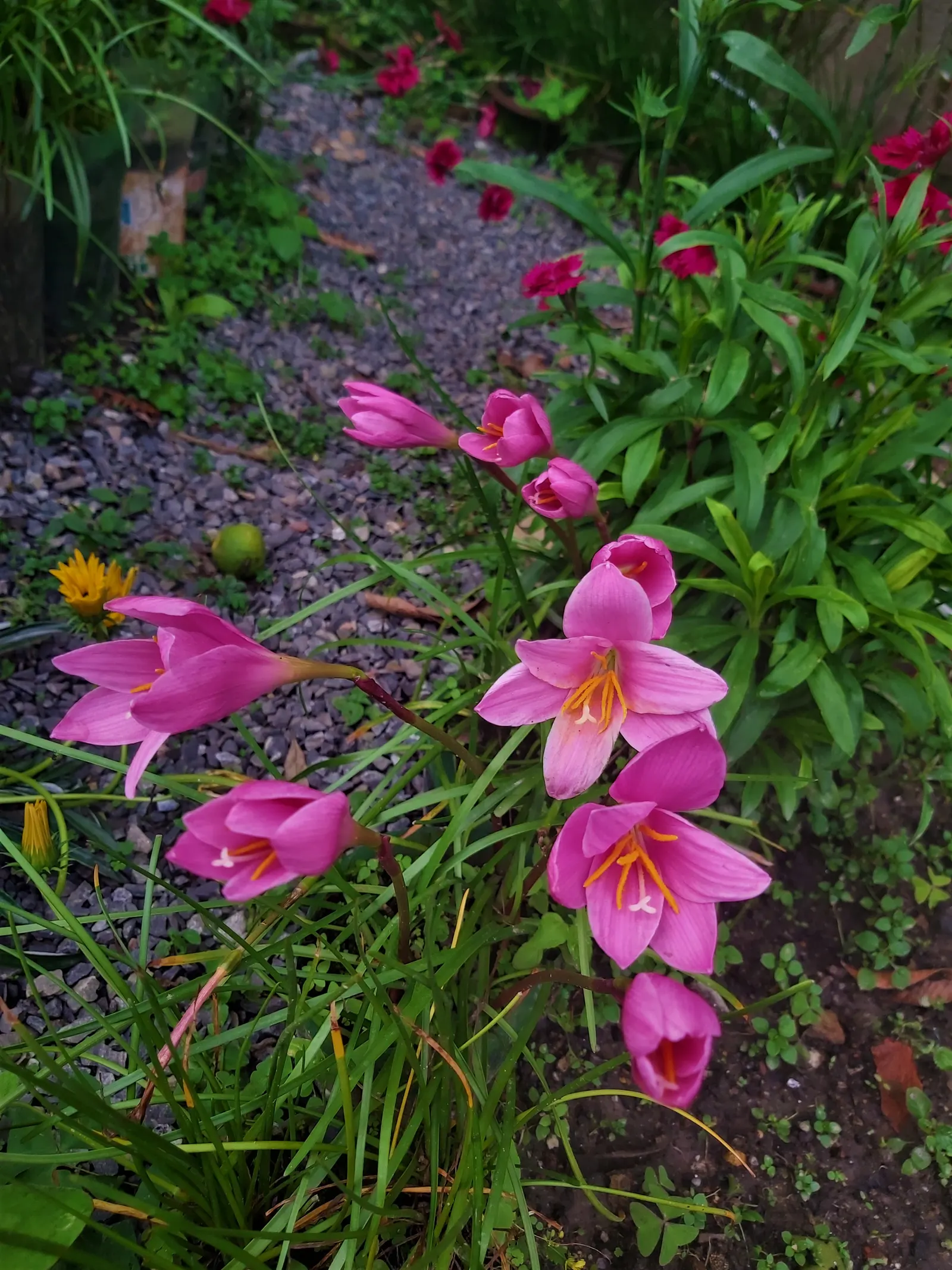 Queen Emma Lily (Crinum Splendens) — It's a focal point in any garden due to its majestic stature; is a striking perennial with long, image 60