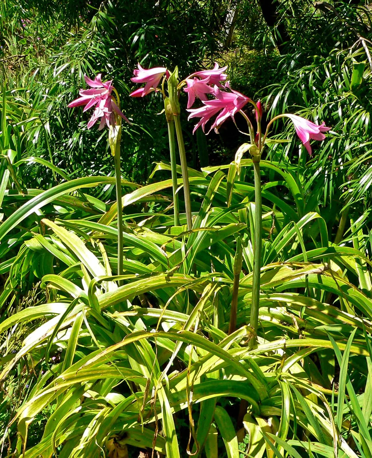Queen Emma Lily (Crinum Splendens) — It's a focal point in any garden due to its majestic stature; is a striking perennial with long