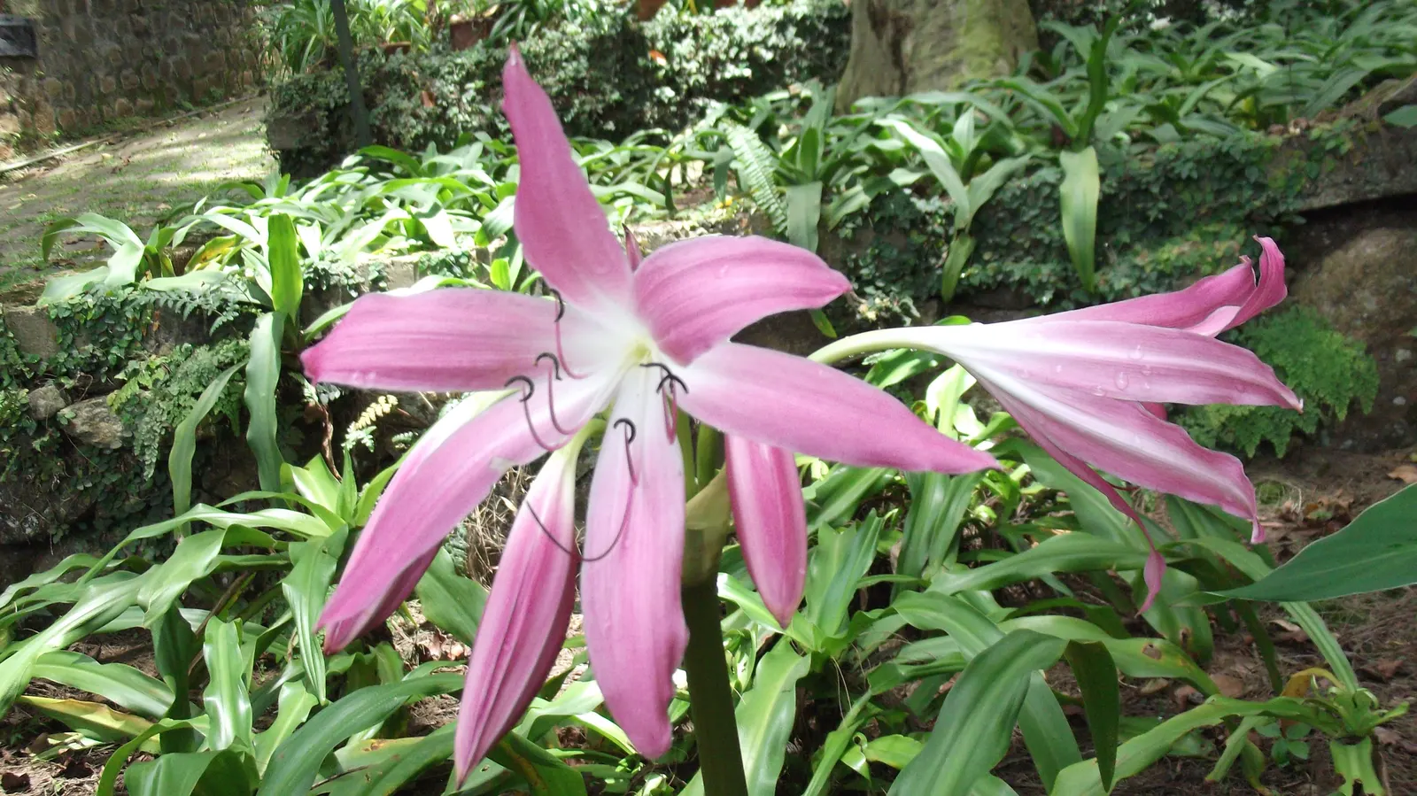 Queen Emma Lily (Crinum Splendens) — bulb for full or half; and a scent that adds an extra layer of sensory enjoyment to garden spaces