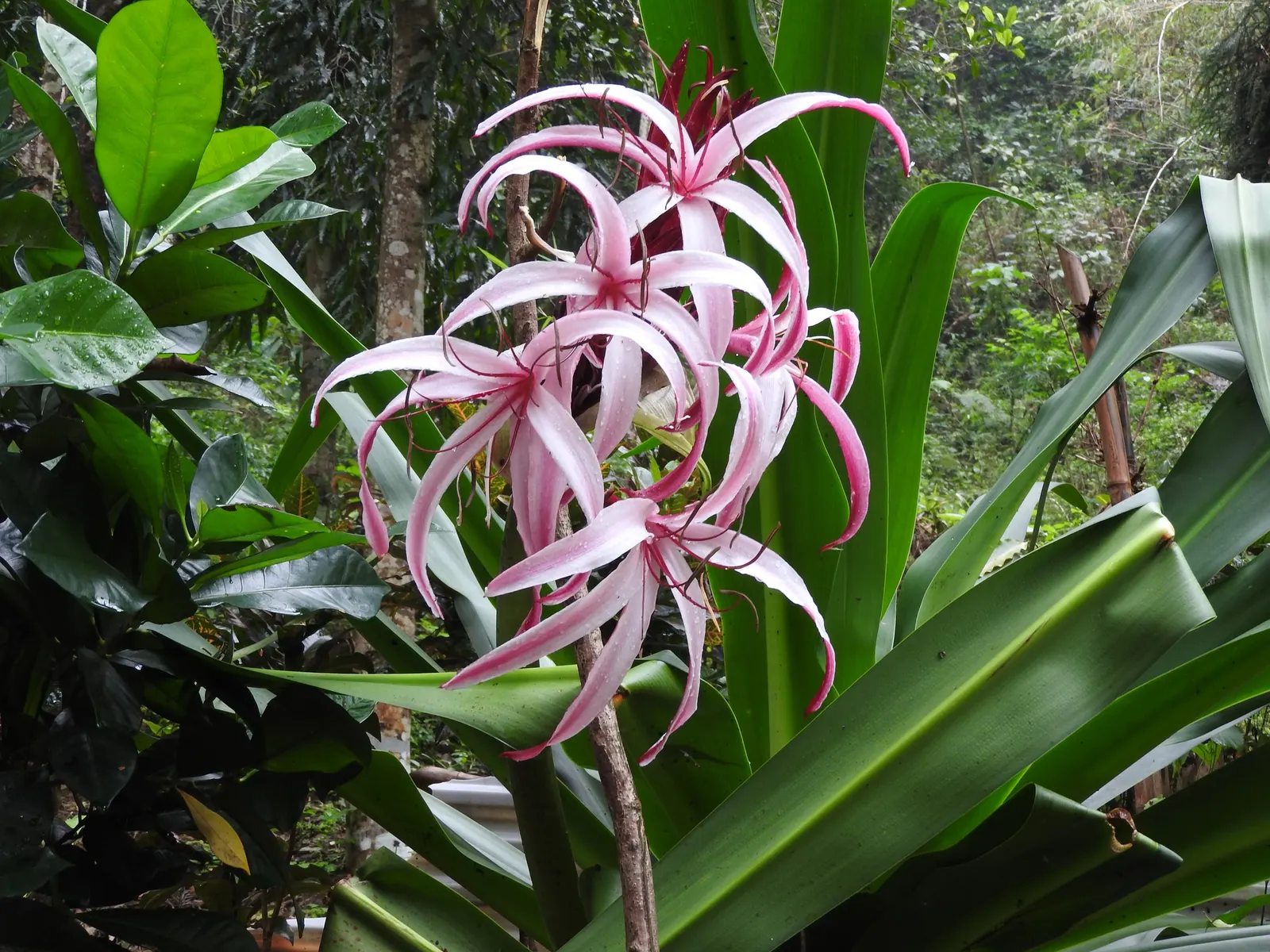 Queen Emma Lily (Crinum Splendens) — is a perennial bulbous plant notable for its extravagant floral display and tropical appeal; making it a, image 59