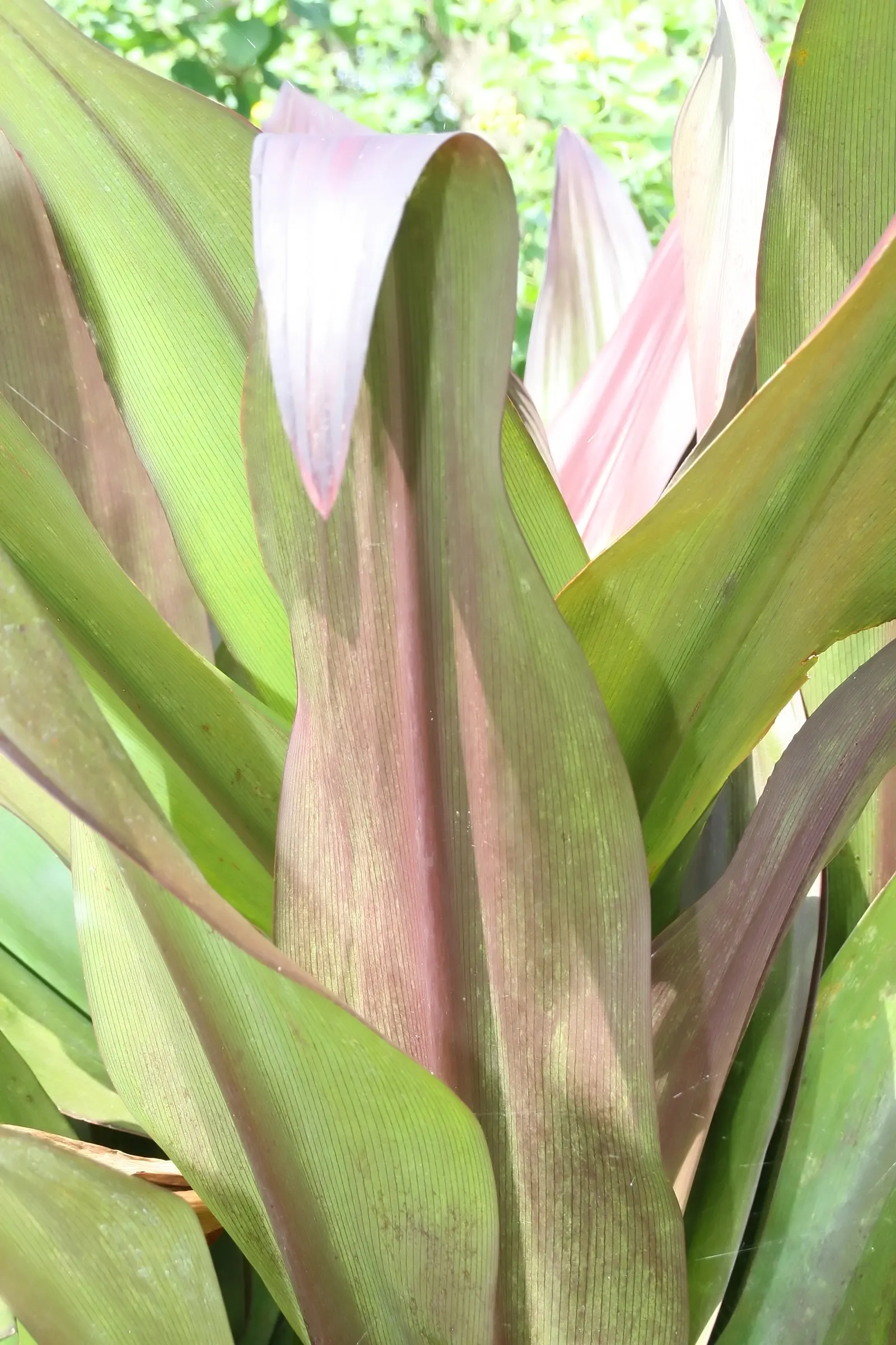 Queen Emma Lily (Crinum Splendens) — It's hardy in USDA zones 9-11 and can tolerate waterlogged conditions for short periods; bulb for full or half