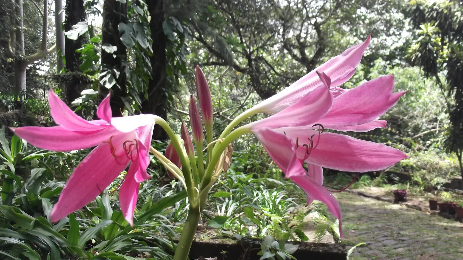 Queen Emma Lily (Crinum Splendens) — is a perennial bulbous plant notable for its extravagant floral display and tropical appeal