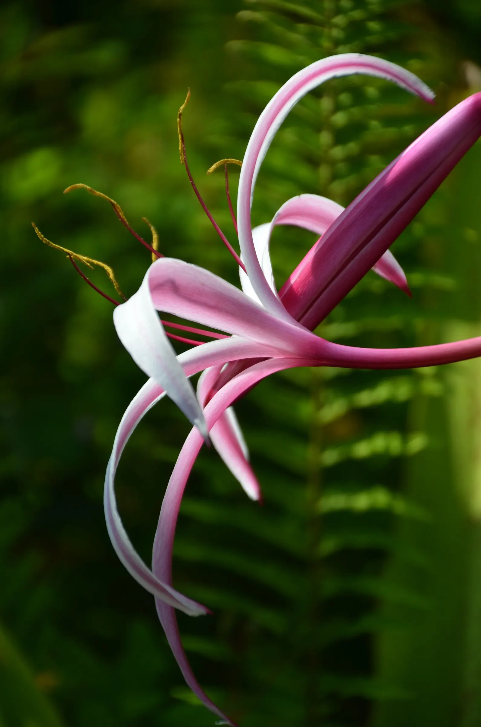 Queen Emma Lily (Crinum Splendens) — making it a versatile addition around water features or in rain gardens