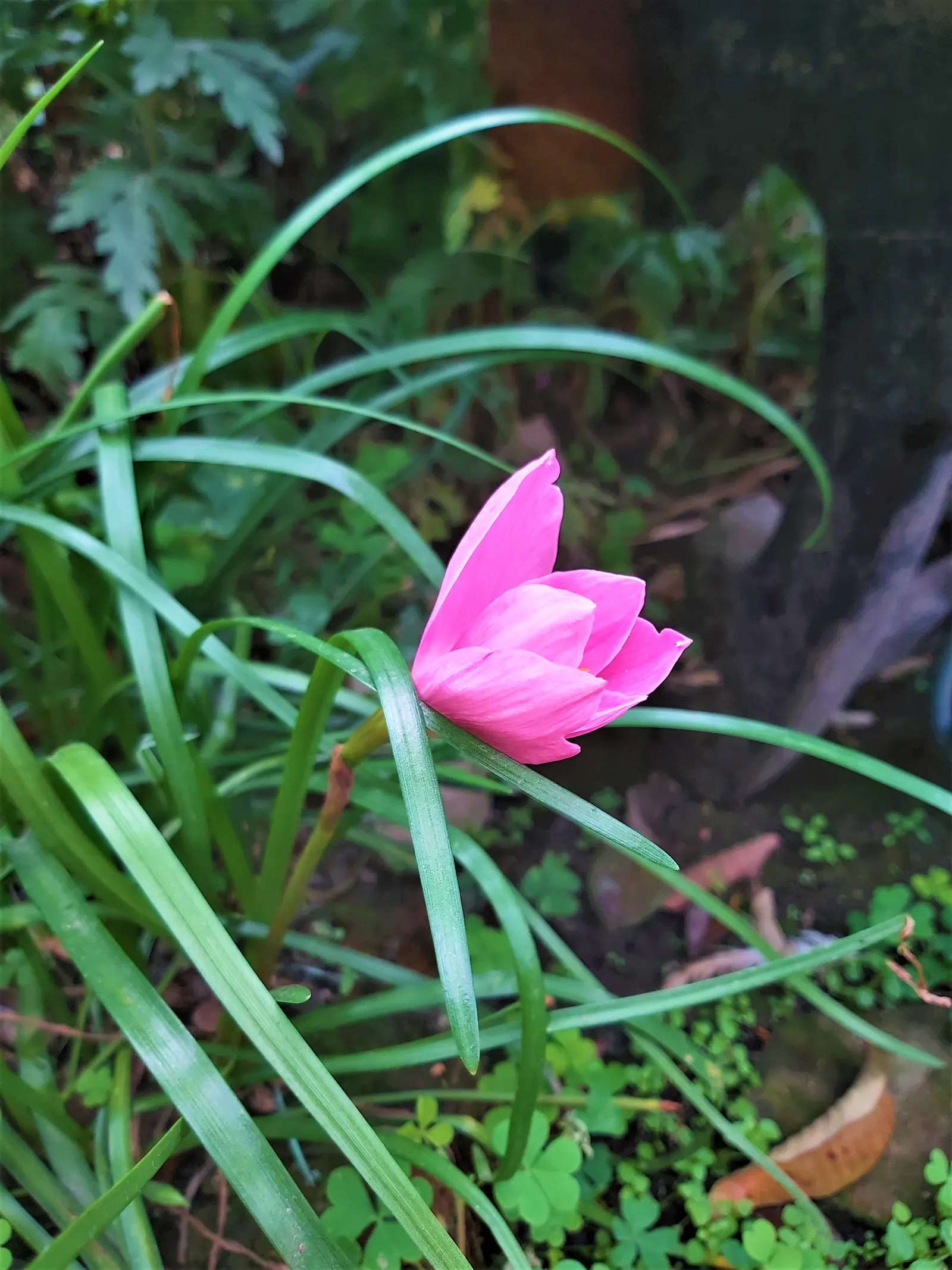 Queen Emma Lily (Crinum Splendens) — Each flower cluster rises on robust stalks towering above the foliage; use as a bold focal point in, image 68