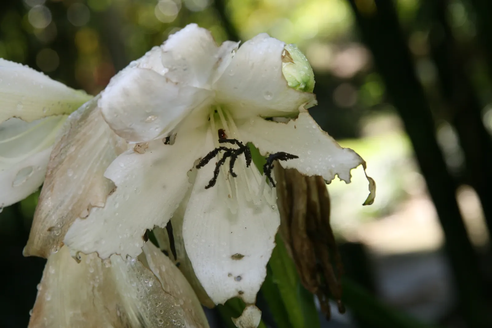 Queen Emma Lily (Crinum Splendens) — Each flower cluster rises on robust stalks towering above the foliage; use as a bold focal point in, image 94