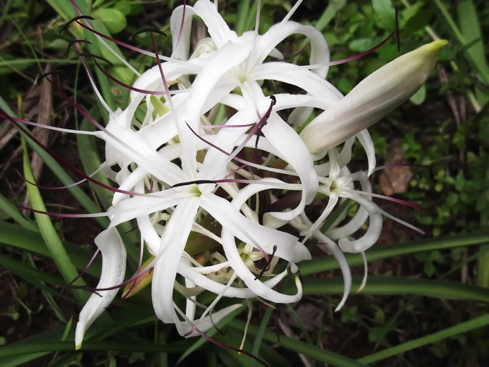 Queen Emma Lily (Crinum Splendens) — arching gracefully and growing up to 3 feet in length; offering striking foliage, image 89