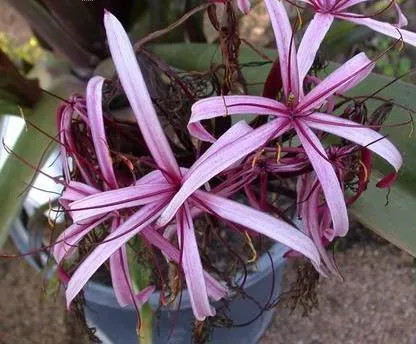 Queen Emma Lily (Crinum Splendens) — deep purple blooms stand atop sturdy stems up to 5 feet tall; queen Emma Lily prefers full sun to partial, image 81