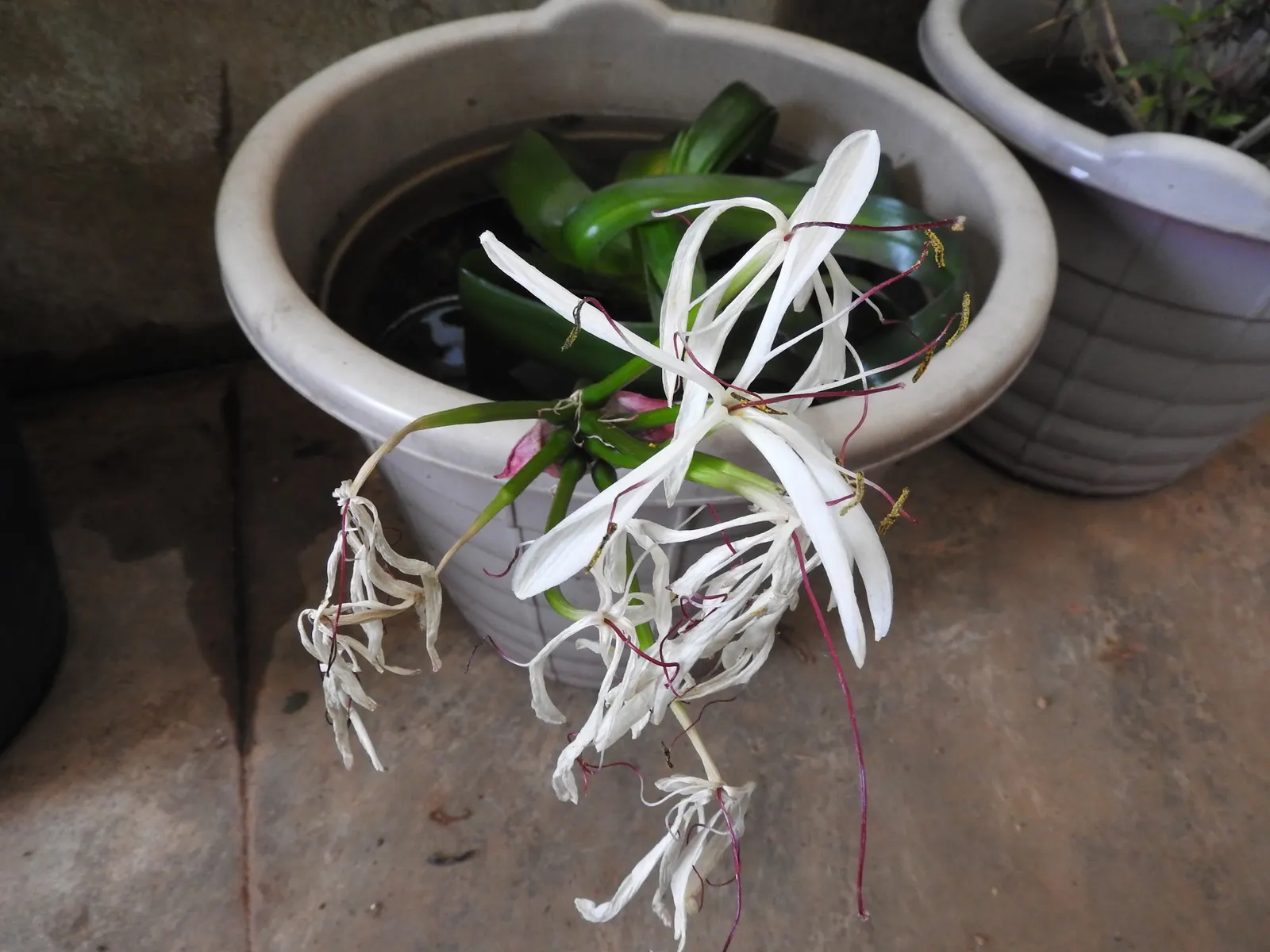 Queen Emma Lily (Crinum Splendens) — is a striking perennial with long; thriving in USDA zones 9-11, this lily prefers full sun to partial shade and moist