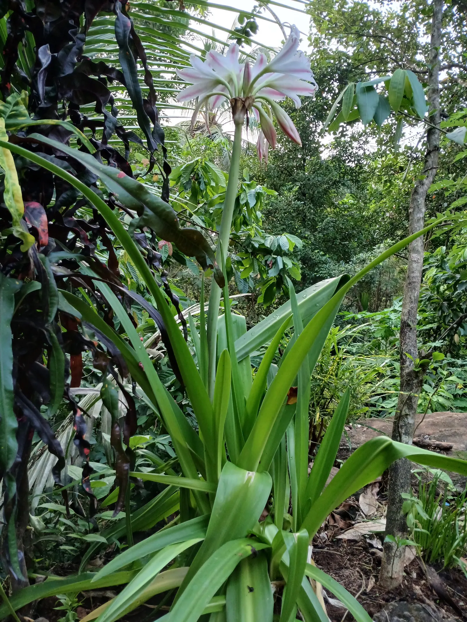 Queen Emma Lily (Crinum Splendens) — It's a focal point in any garden due to its majestic stature