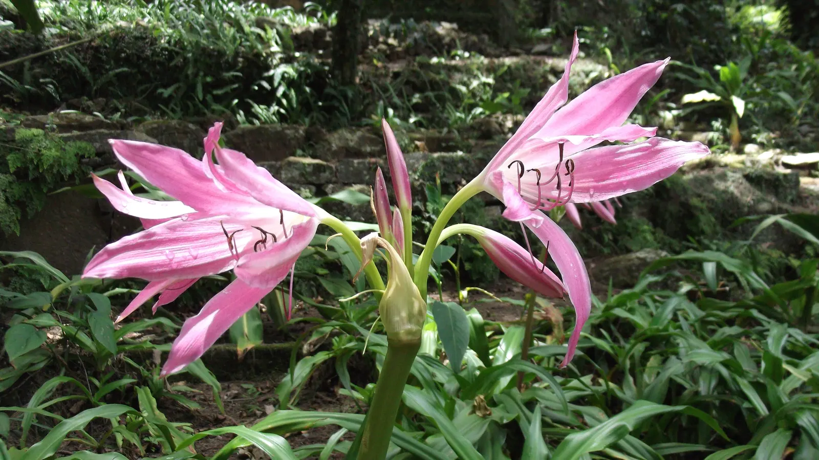 Queen Emma Lily (Crinum Splendens) — Thriving in USDA zones 9-11, this lily prefers full sun to partial shade and moist, well-drained soil; bulb, image 82