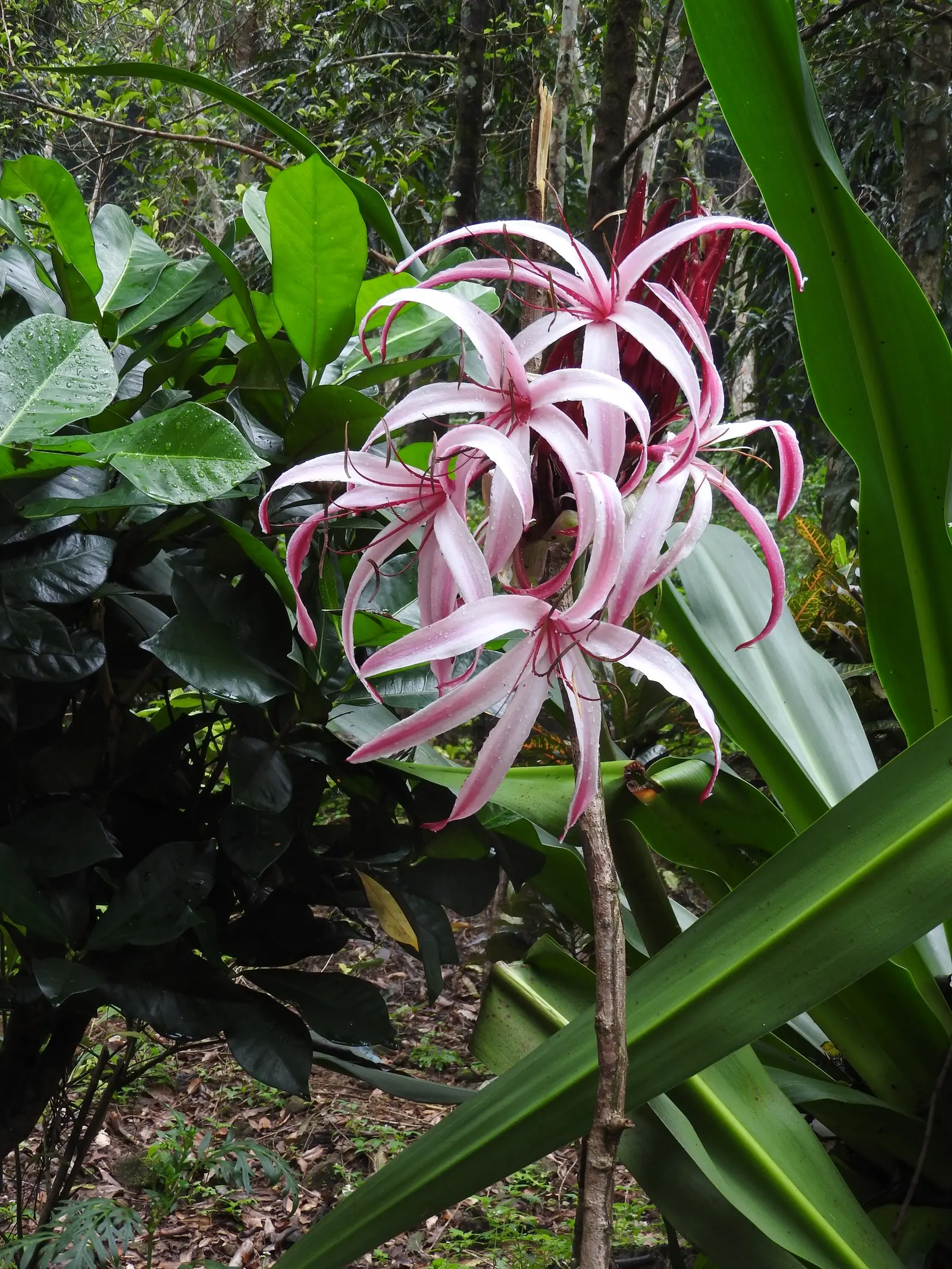 Queen Emma Lily (Crinum Splendens) — Thriving in USDA zones 9-11, this lily prefers full sun to partial shade and moist, well-drained soil; bulb, image 56