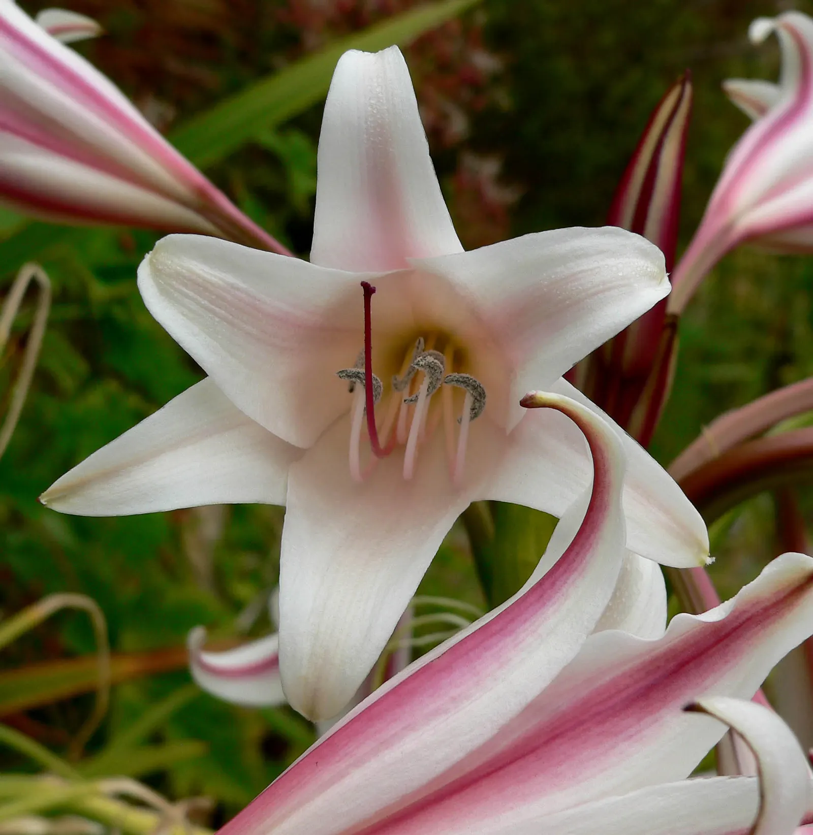 Queen Emma Lily (Crinum Splendens) — Use as a bold focal point in tropical-themed gardens