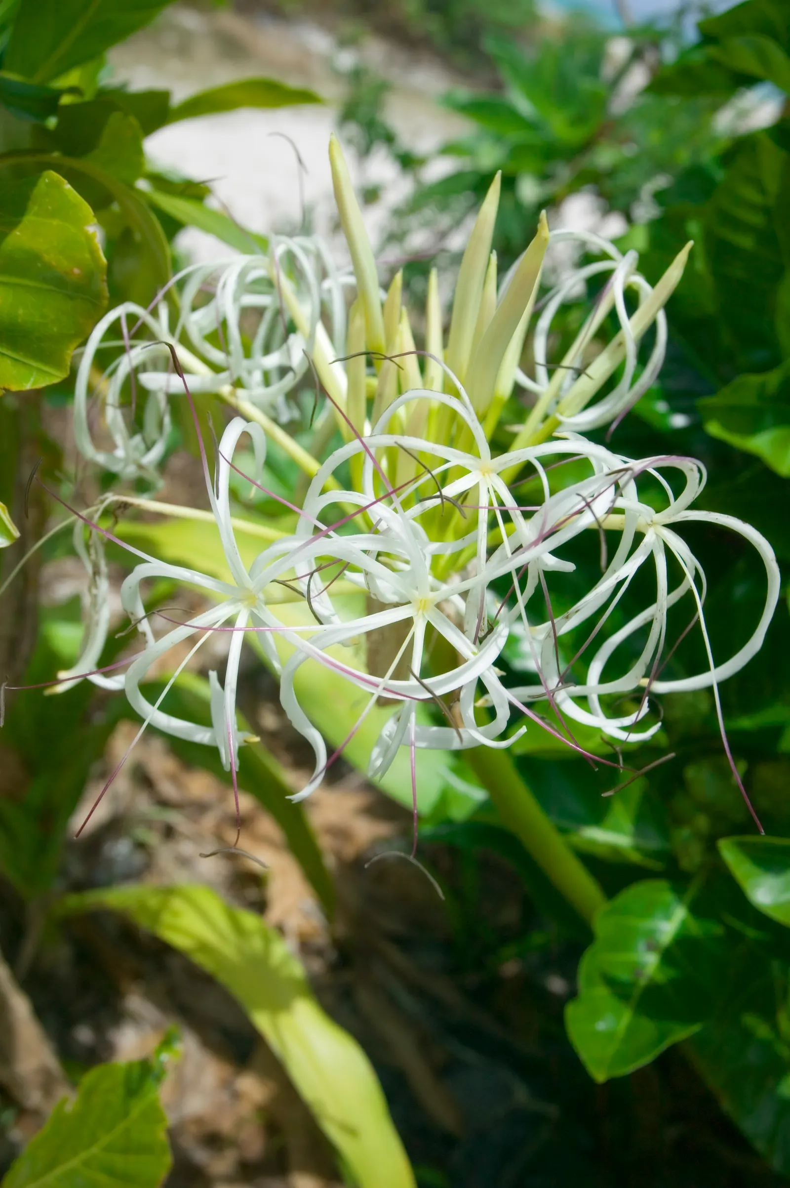 Queen Emma Lily (Crinum Splendens) — reaching heights between 4 to 6 feet with an equal spread; it's a focal point in any garden due to its majestic stature