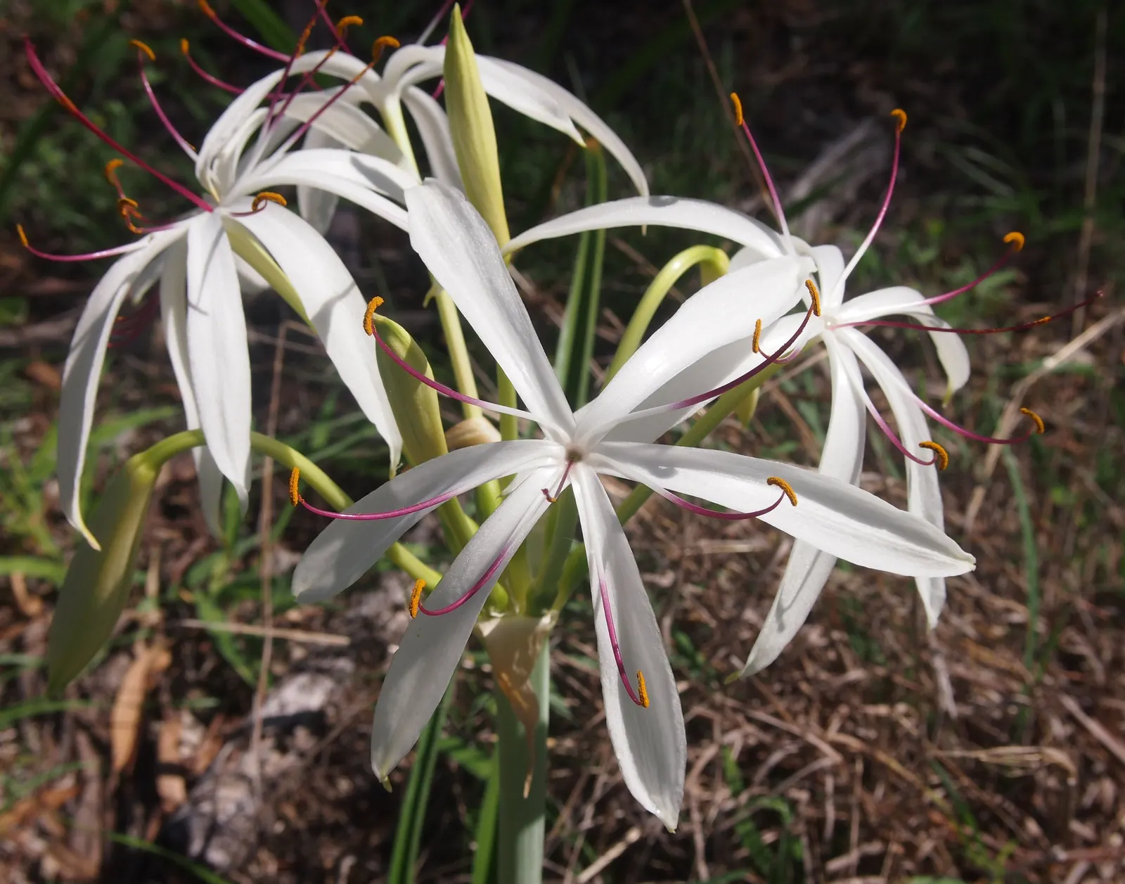 Queen Emma Lily (Crinum Splendens) — Each flower cluster rises on robust stalks towering above the foliage; use as a bold focal point in tropical-themed gardens