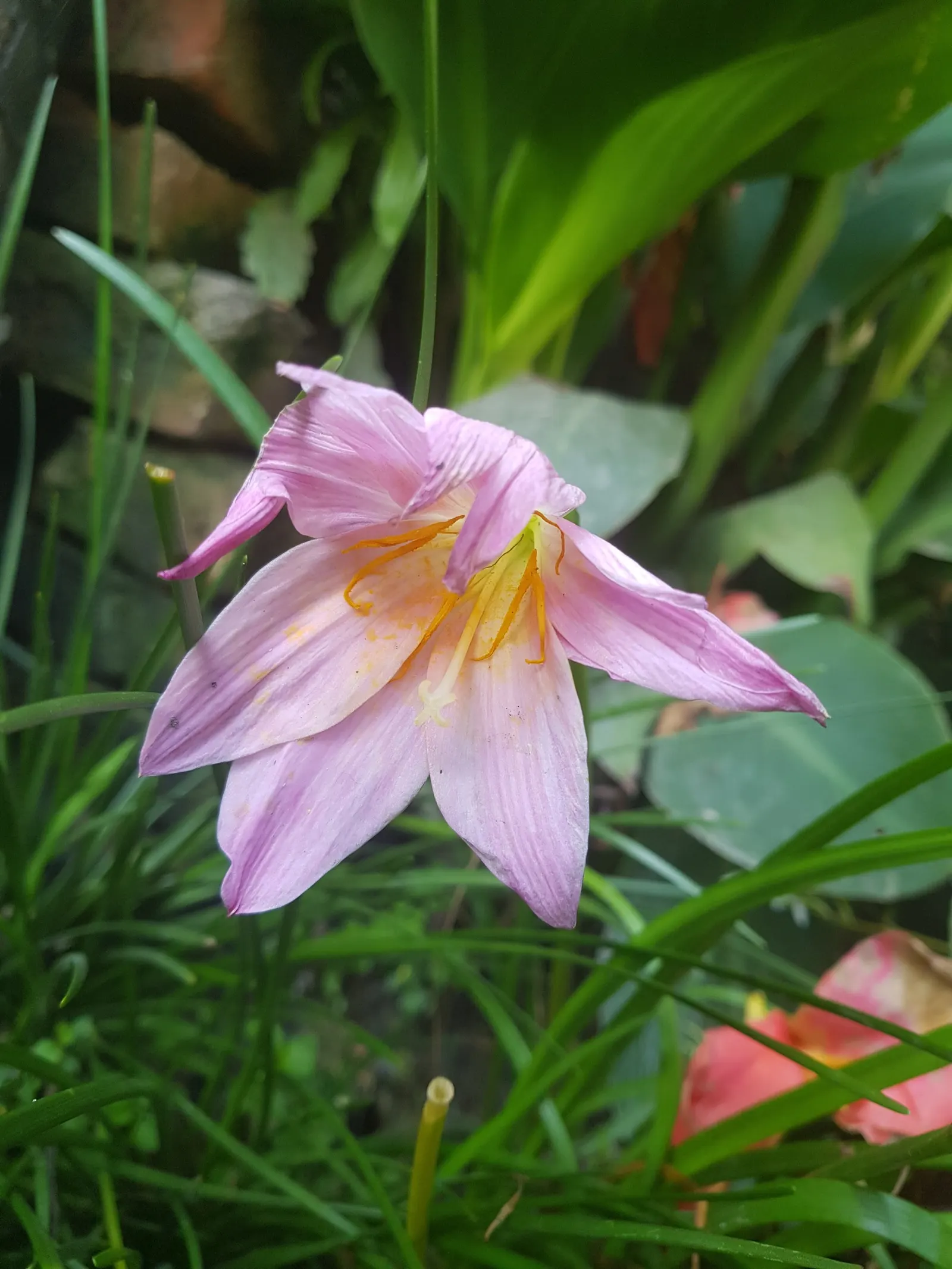 Queen Emma Lily (Crinum Splendens) — present a mesmerizing palette of pink to wine-red hues with striking white throats; emitting a delicate, image 92