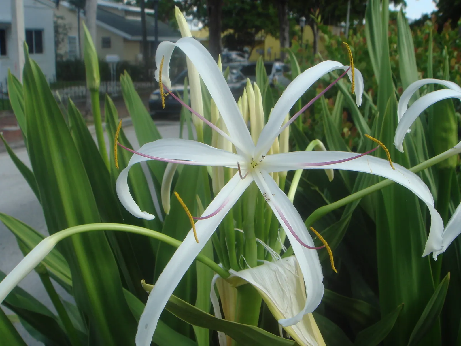 Queen Emma Lily (Crinum Splendens) — reaching heights between 4 to 6 feet with an equal spread