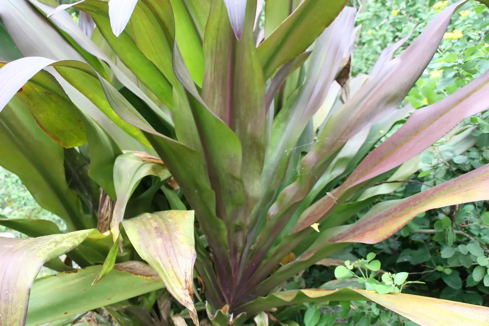 Queen Emma Lily (Crinum Splendens) — making it a versatile addition around water features or in rain gardens; is a perennial bulbous plant notable, image 72