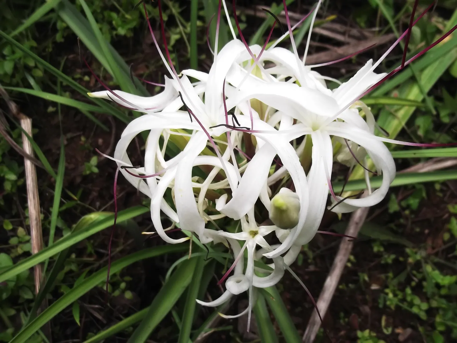 Queen Emma Lily (Crinum Splendens) — scientifically recognized as Crinum splendens; typically 6 to 8 inches in length, image 58